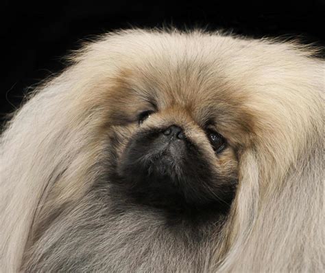 Here are some common signs that your Pekingese dog may have skin problems: Itching and scratching: One of the most common signs that your Pekingese may have skin problems is excessive itching and scratching. This could be due to a variety of skin conditions such as allergies, fungal or bacterial infections, or parasitic infestations.